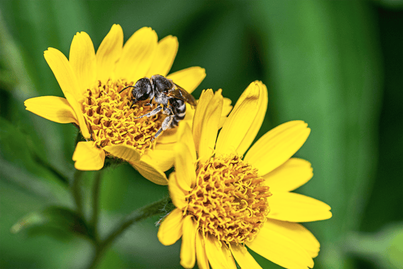 Arnica-Blog-1