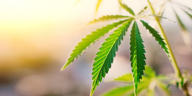 Cannabis Sativa plant which contains CBD