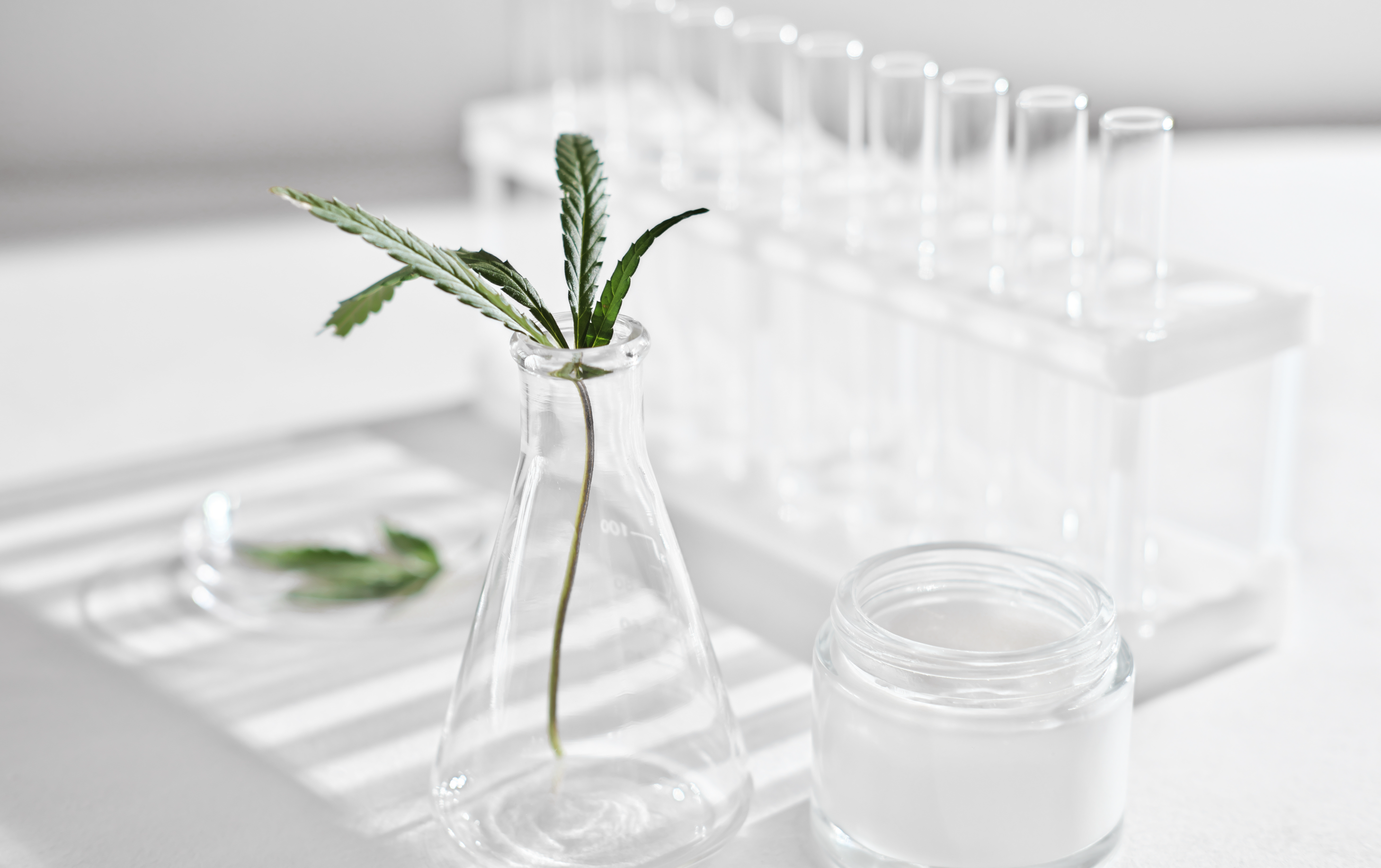 Glass vase with hemp plant inside