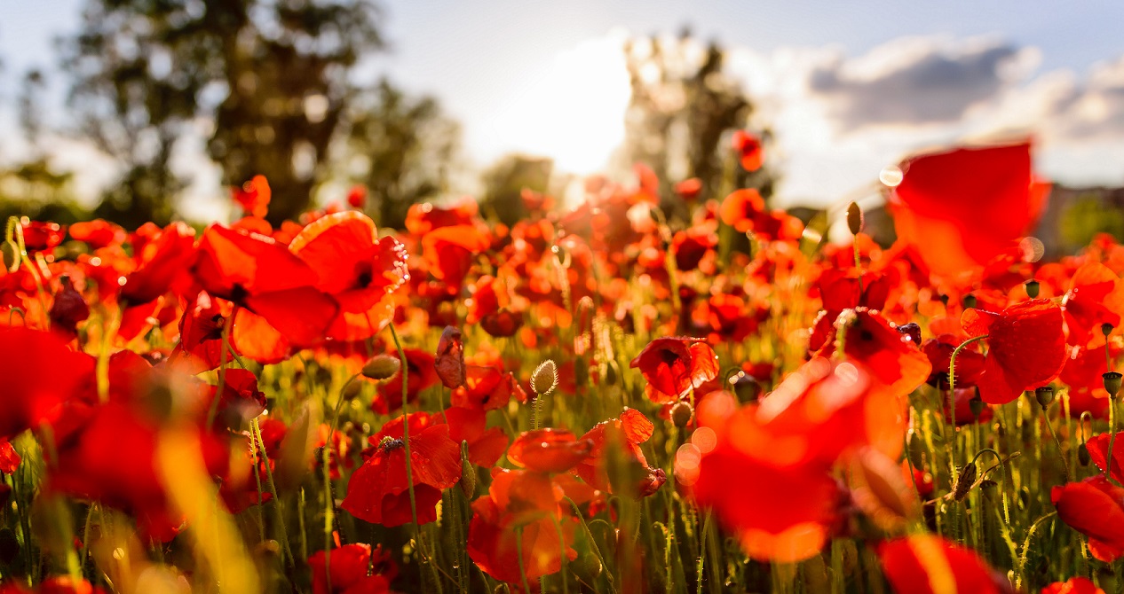 Poppies