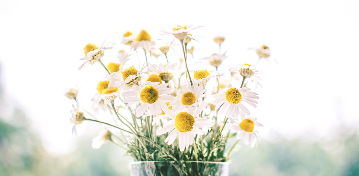 chamomile-2