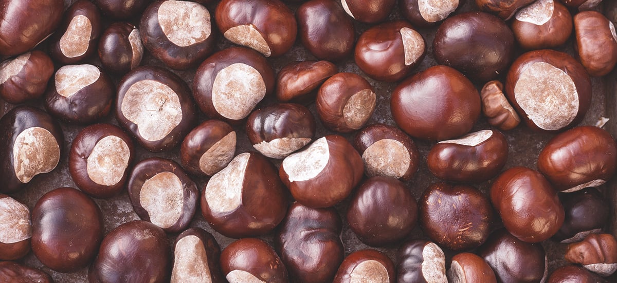 horsechesnuts
